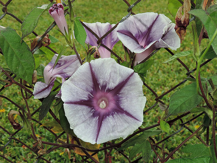 DSCN6024