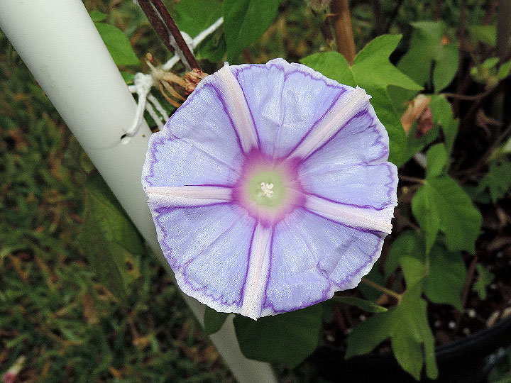 DSCN6047