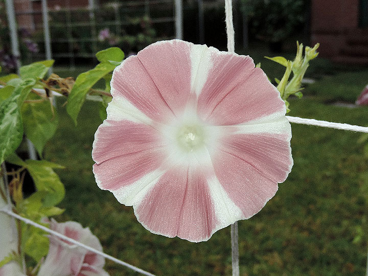 DSCN6049