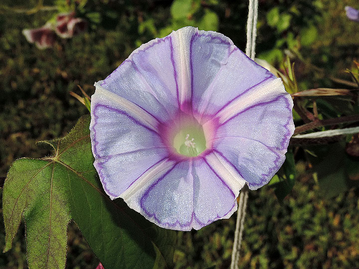 DSCN6184