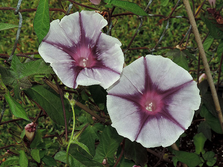 DSCN6300