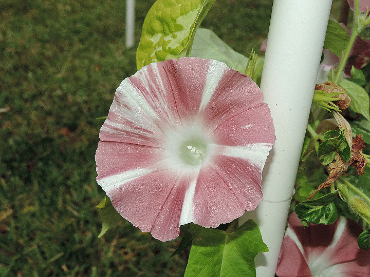 DSCN6326