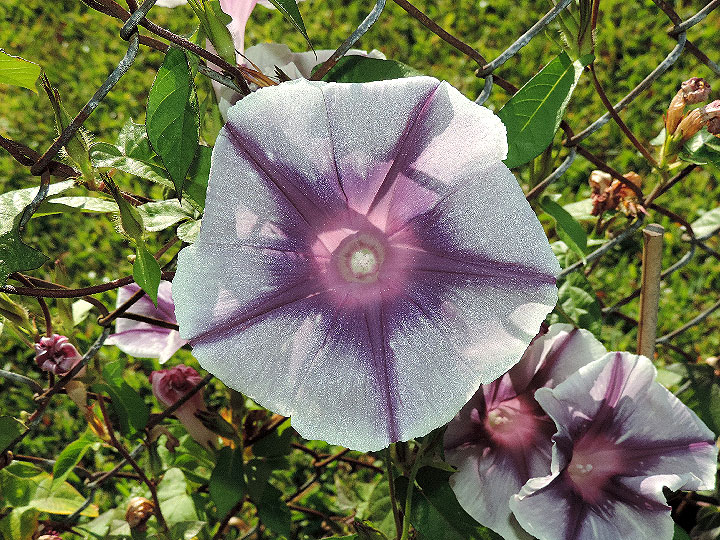 DSCN6574