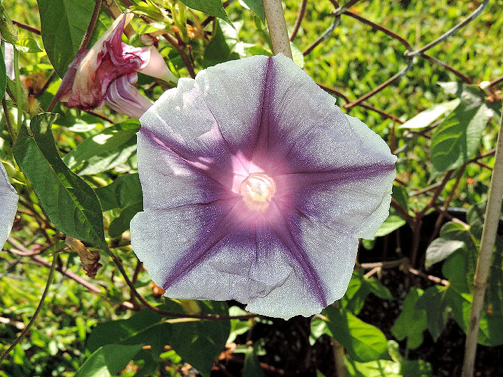 DSCN6697
