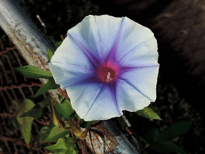 DSCN6824
