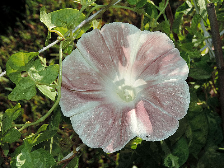 DSCN6856