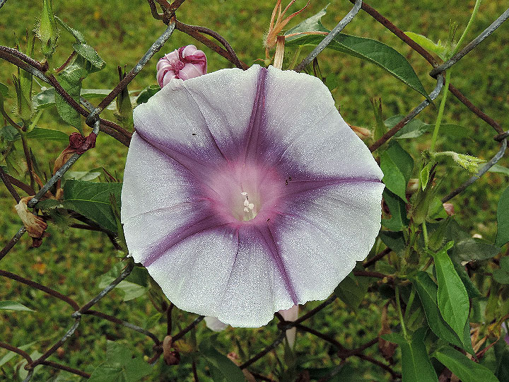 DSCN6958