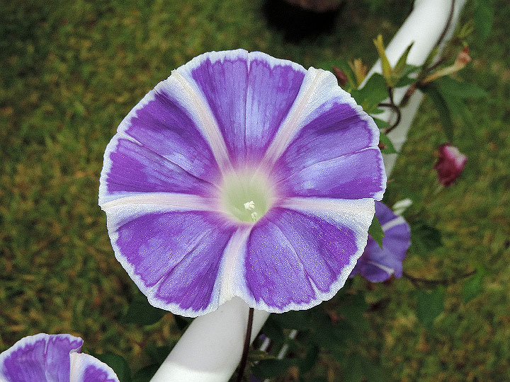 DSCN6979