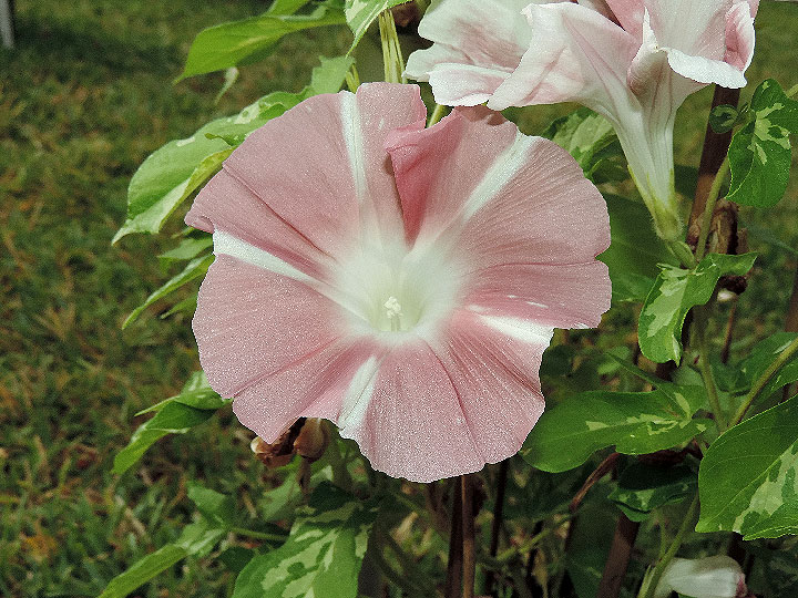 DSCN6980
