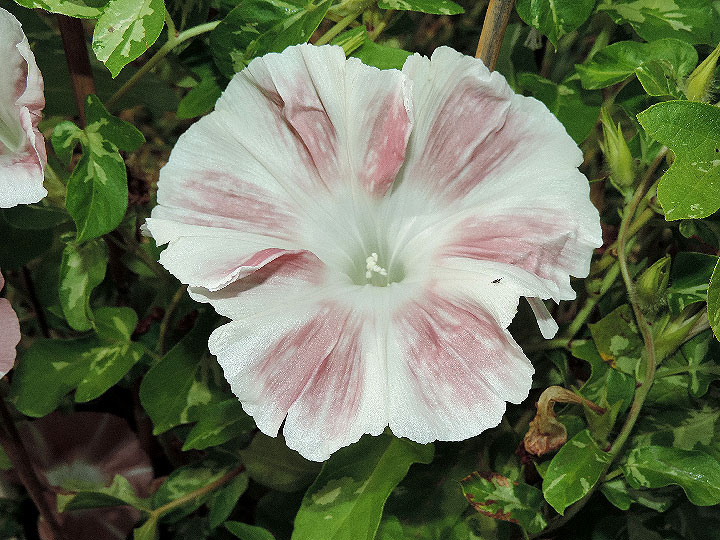 DSCN6981