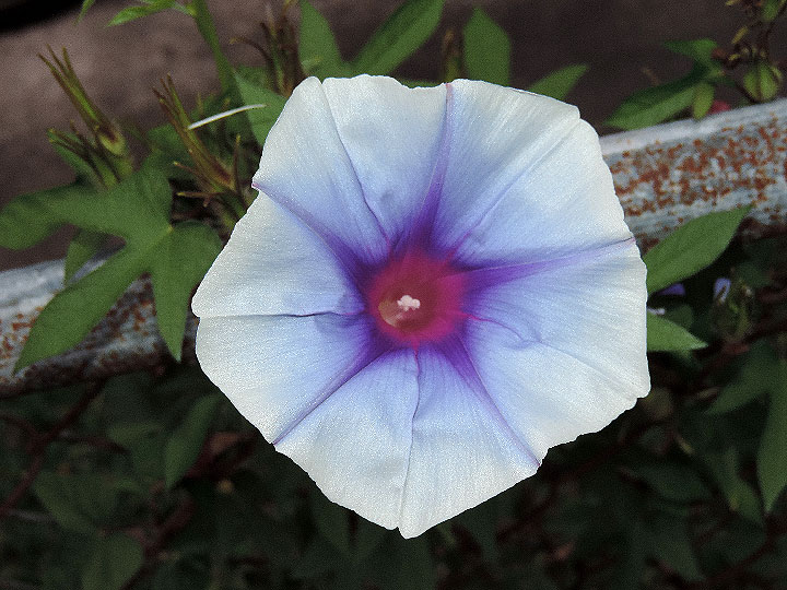 DSCN7056