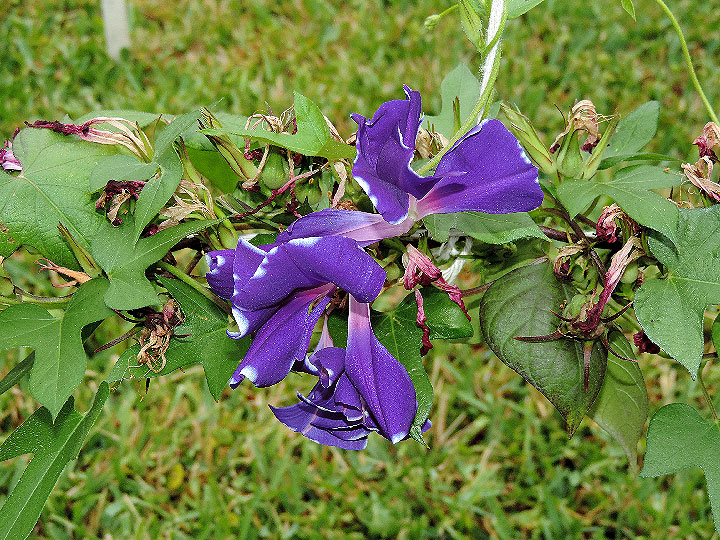 DSCN7073