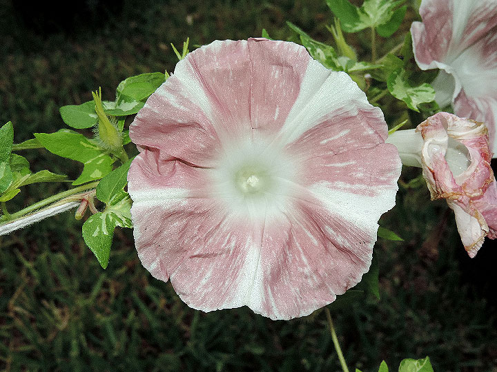 DSCN7194