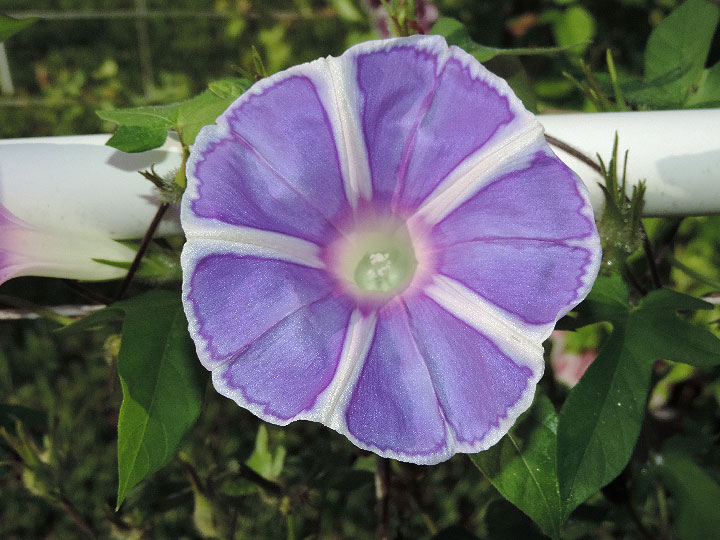 DSCN7418