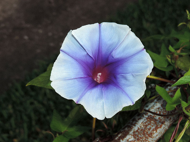 DSCN7568