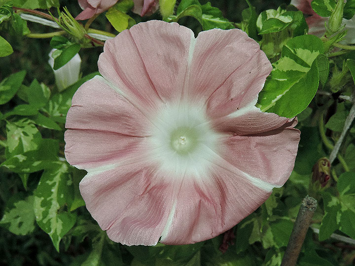 DSCN7596