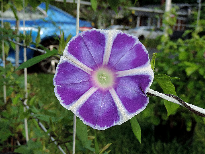 DSCN7709
