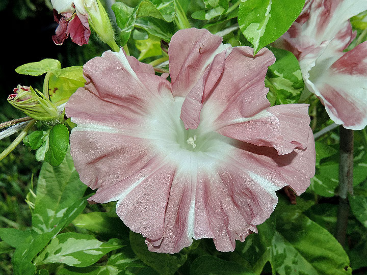DSCN7710