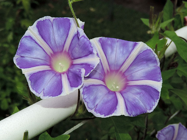 DSCN7941