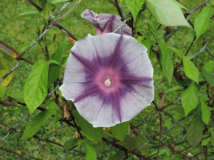DSCN8031
