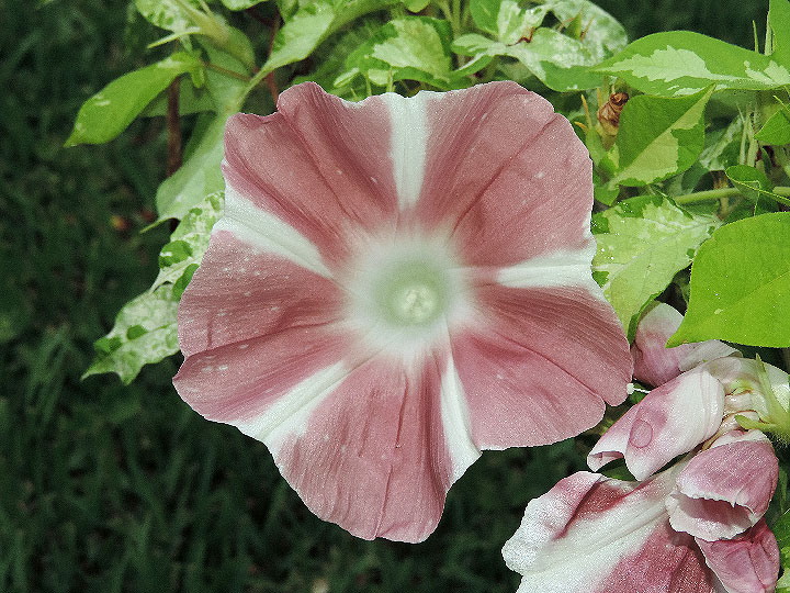 DSCN8153