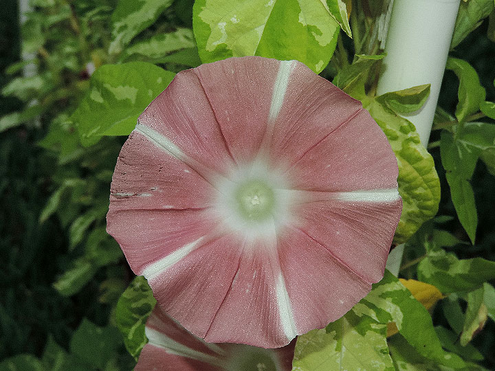 DSCN8303