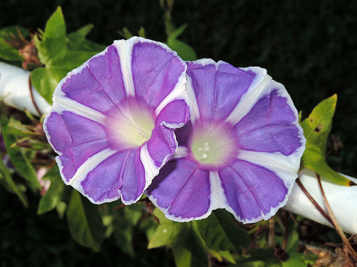 DSCN8424