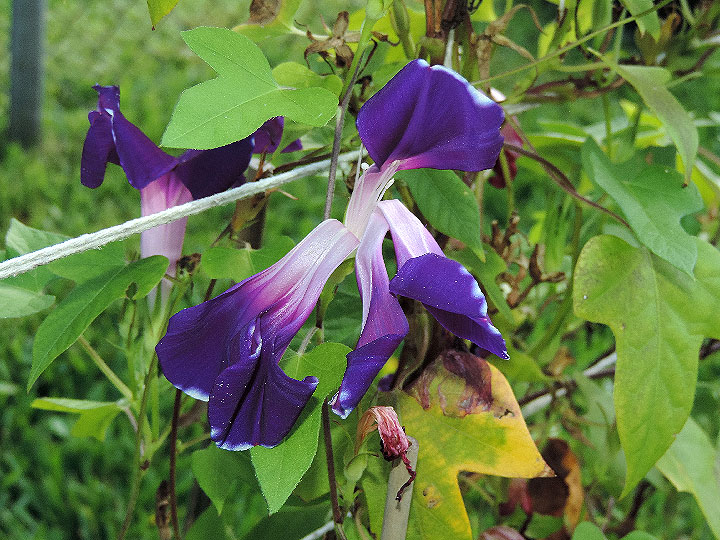 DSCN8531