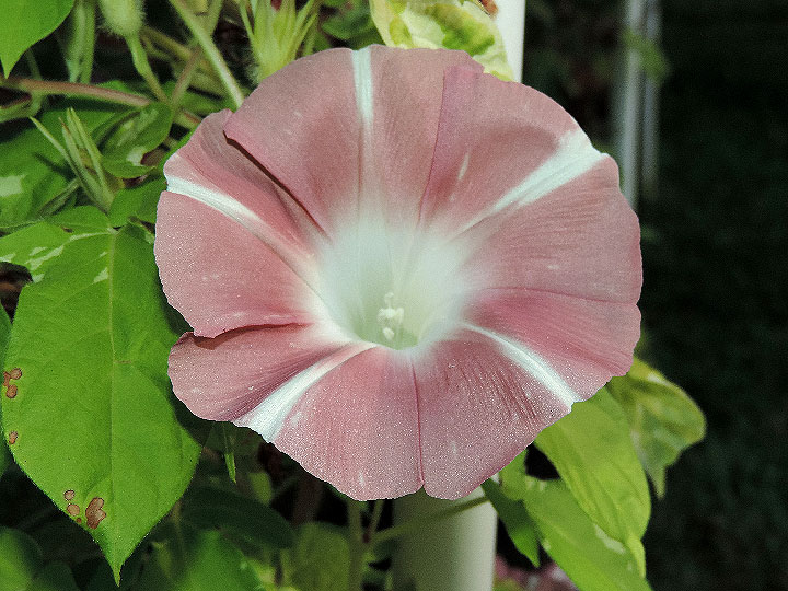DSCN8542