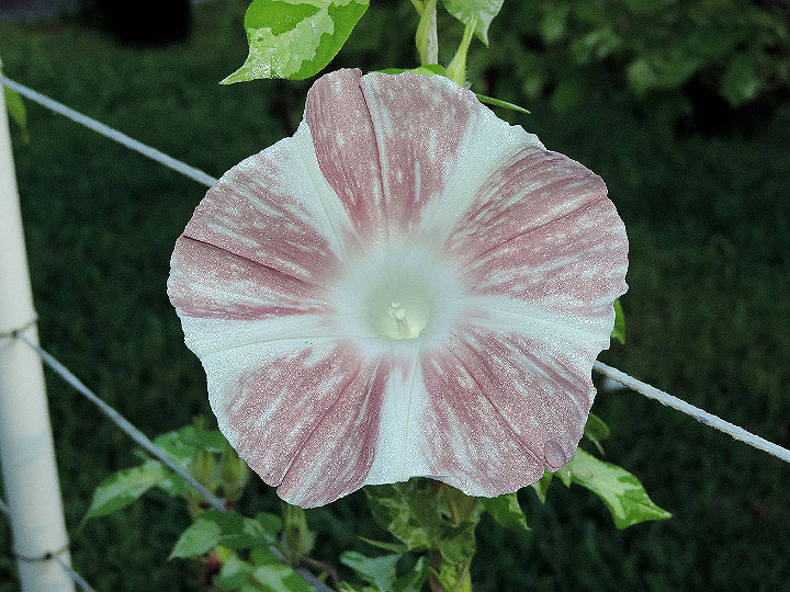 DSCN8666