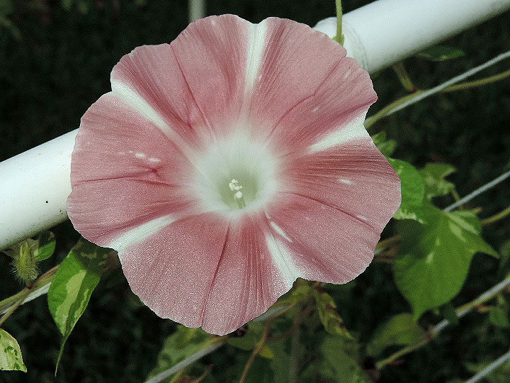 DSCN9031