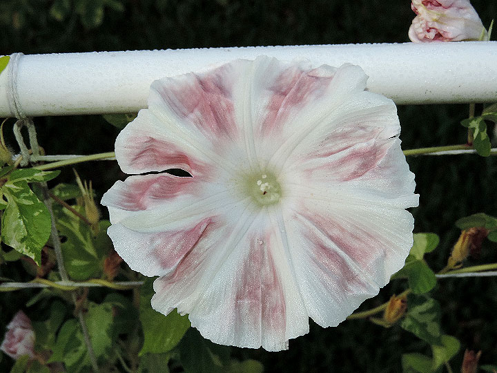 DSCN9136