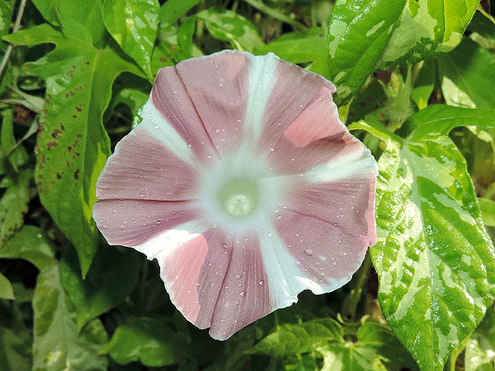 DSCN9544
