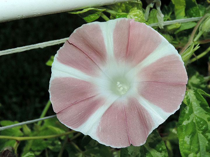 DSCN9642
