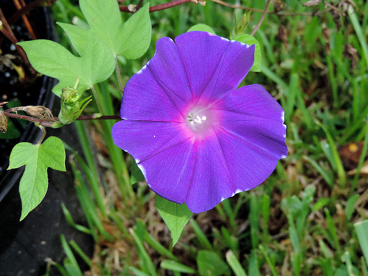 DSCN9936