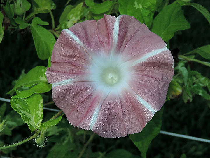 DSCN9948