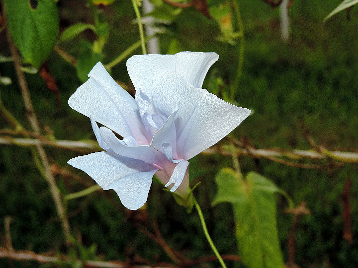 1DSCN0727