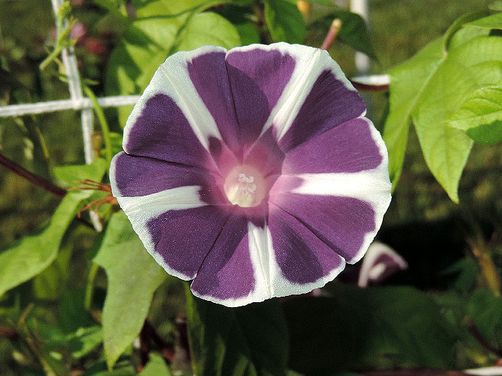 1DSCN6607