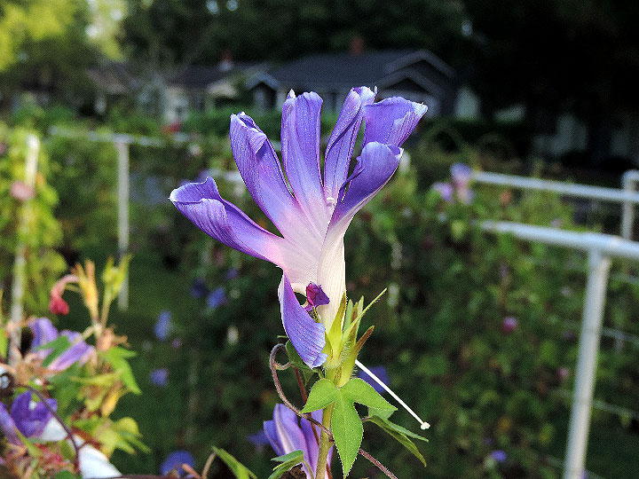 3DSCN0238