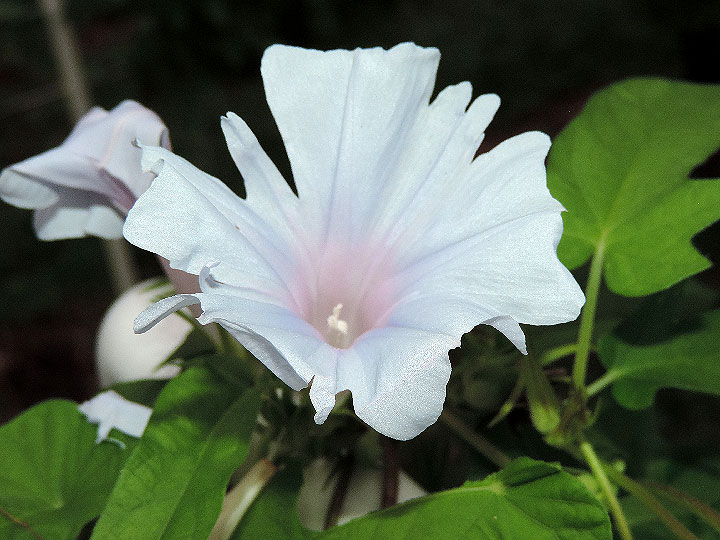 4DSCN7967