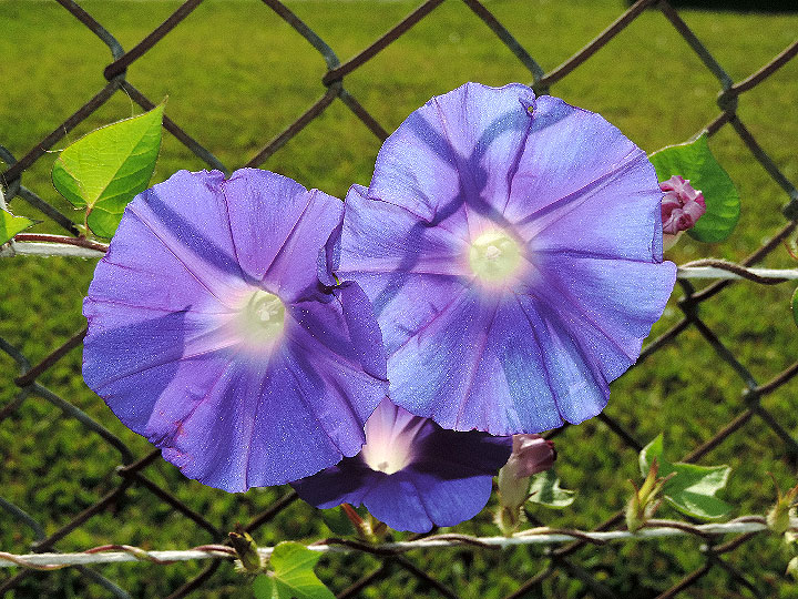 5DSCN6267