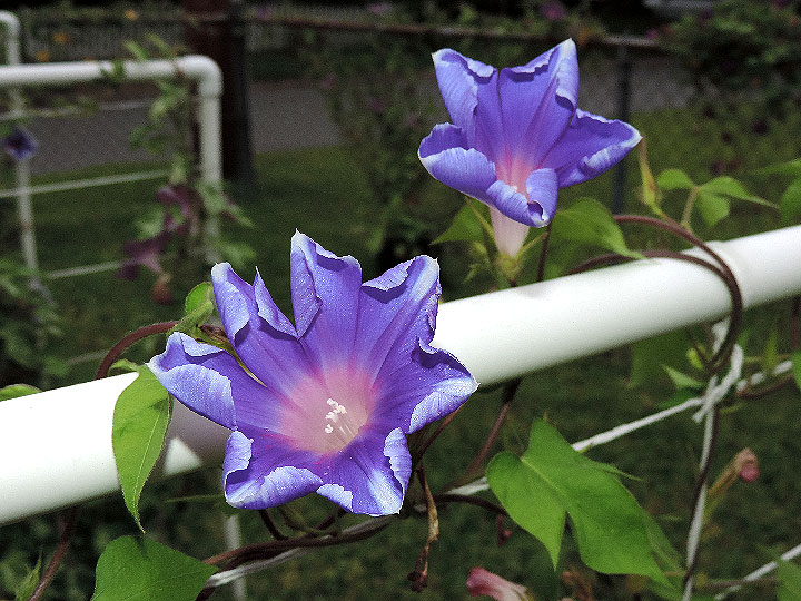 5DSCN8060