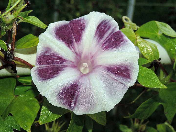 6DSCN9647