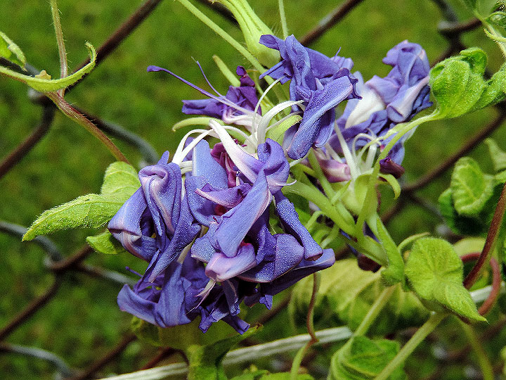 DSCN0393