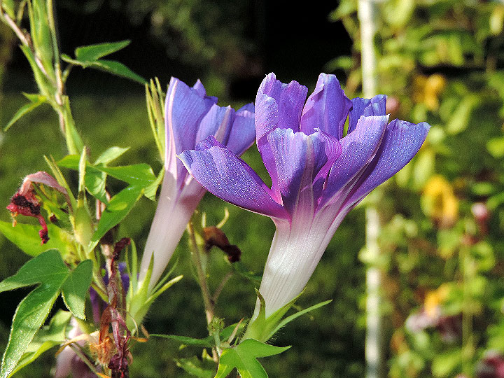 DSCN0494