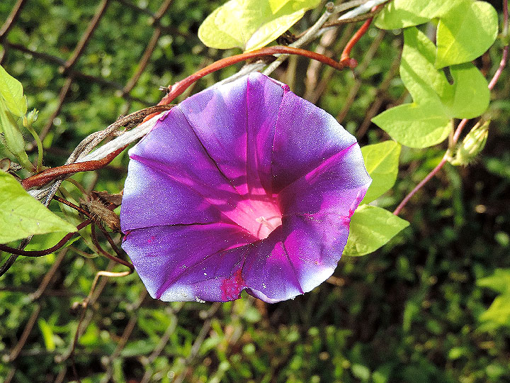 DSCN0737