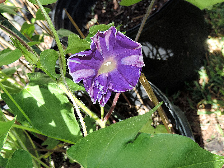 DSCN3655