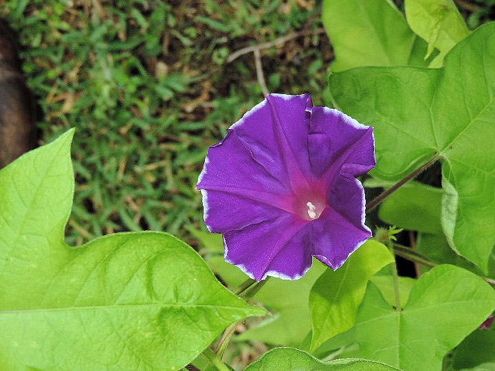 DSCN3715