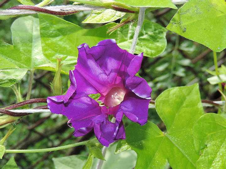 DSCN4065