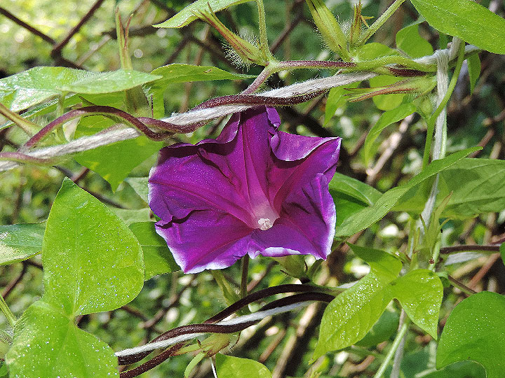 DSCN4220